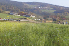 Blühwiese am Rand einer Siedlung