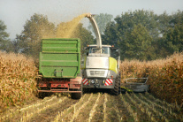 Maishäcksler und Traktor mit Anhänger fahren durch Maisfeld
