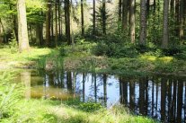 Waldsee