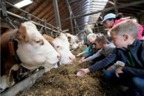 Kinder knien vor Kühen in Stall