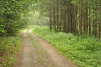 Fahrstrasse durch einen Wald